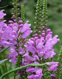 Physostegia Virginiana Vivid Plants Obedient Plant Garden Inspiration