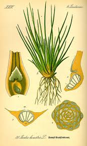 Image result for Isoetes schweinfurthii