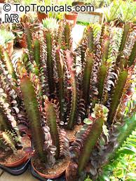 Image result for Euphorbia tholicola