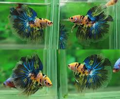 Galaxy Yellow Koi Hm Male Betta Fish Betta Halfmoon Betta