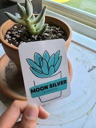 I have had success propagating this succulent from it's leaves. Succulent Studios July Box Realistic Review Lifehack
