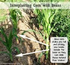 Design Tips For A Productive Kitchen Garden Organic Gardening Magazine Kitchen Garden Tulips Garden