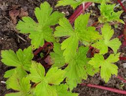 Image result for Chlorophytum macrorrhizum