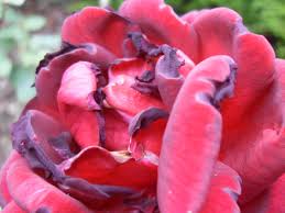 Volunteer pruning day at the san jose municipal rose garden. How To Grow Roses With Coffee Grounds