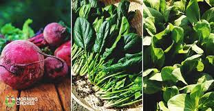 Fastest growing vegetables and fruits. 16 Fast Growing Vegetables That Will Give You A Harvest Quickly