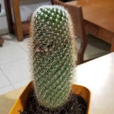 This little cactus really started to grow when we planted it in the ground. Mammillaria Spinosissima Subsp Pilcayensis Bristle Brush Cactus Uploaded By Aamezcua