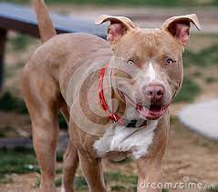 They are pit bulls just the same as any other regardless of their nose. Red Nose Pitbull Smiling