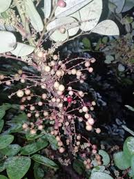 Image result for Phyllanthus engleri