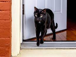 I love cats crazy cats cool cats cat window window view pretty cats beautiful cats cool doors photo chat. Reasons Why Your Cat Tries To Escape And How To Stop It