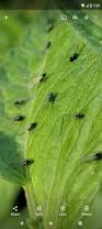 Image result for BLACKFLY ON TOMATO PLANTS