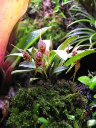 Dryadella Zebrina Fleur Orchidee Paludarium Orchidee Rare