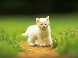 yavru kedi bakimi nasil yapilir bakimlar com kedi yavru kediler bakken