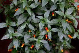 Image result for Manettia