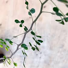 Image result for Cyphostemma montanum