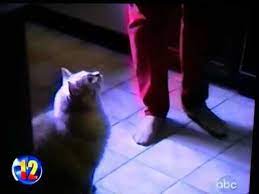 Cat Gags After Smelling Food This Will Never Not Be Funny Cats Cat Owners Kitty