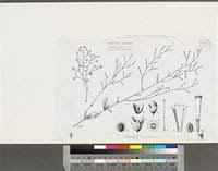 Image result for Schwenckia