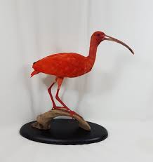 Rode ibis sinds 30 juli 2021 gespot in 't hofpark te wateringen. Opgezette Rode Ibis