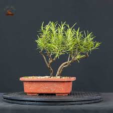 Image result for rosemary bonsai