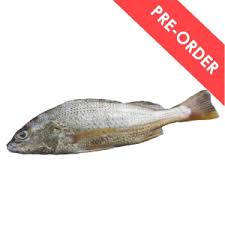 Ikan jenahak adalah sejenis ikan boleh dimakan dari keluarga lutjanidae, order perciformes yang terdiri daripada beberapa spesies. Mygroser Order Fresh Groceries Online Have It Delivered Quickly Everyday