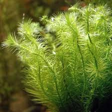 Image result for Alvesia cylindricalyx