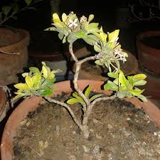 Image result for Ochna richardsiae