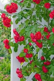 How To Train Climbing Roses Training Climbing Roses Training Roses Climbing Roses Hybrid Tea Roses Tea Roses