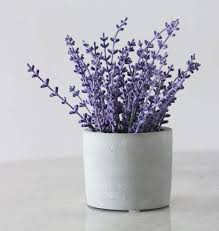 Its odour relieves stress, and you feel better after smelling. Plants For Bedroom 30 Best Bedroom Plants For Better Sleep