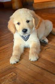 Pin By Micki Luetkemeyer On Puppies Dogs Cute Baby Animals Baby Animals Animals Beautiful