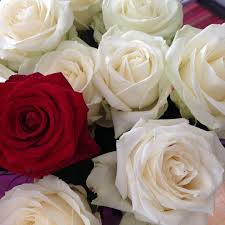 Fleur préféré des français, la rose est la fleur à privilégier pour être sûr de ne pas se tromper. Bouquet Flowers Roses Free Photo On Pixabay