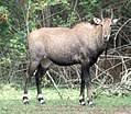 Si quieres tener una pelea hipotetica ganaria el tigre siberiano. Leon Contra Tigre Wikipedia La Enciclopedia Libre