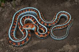 Image result for Toddalia crenulata