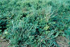 Image result for Andropogon gayanus