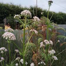 Image result for Valeriana
