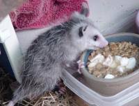 rainbow wildlife rescue and wildlife rehabilitation in texas