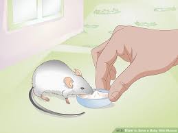 3 Ways To Save A Baby Wild Mouse Wikihow