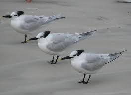 I thought these would be very helpful. Terns Worksheet Download Free Printable Science Worksheets For Grade 5 Kids