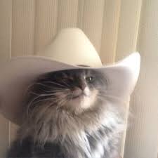 Play peg + cat games, watch videos, and download printable activities! Image Result For Cats In Cowboy Hats Funny Cat Memes Funny Animal Pictures Funny Animal Memes