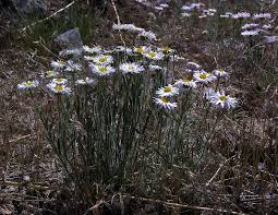 Image result for Erigeron steudelii