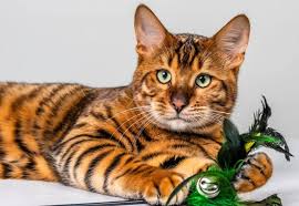 Gambar hitam putih gambar kucing kartun hitam putih gambar uptodate 2018 sourcegambarkerenco. 5 Fakta Menarik Dari Toyger Spesies Kucing Yang Mirip Harimau
