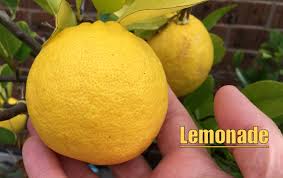 Temperate fruits are usually classified by their growth habit as tree fruits (apple, pear, peach), vine fruits (grape, kiwifruit), or small fruits (strawberry, raspberry, currant, and blueberry). Growing Citrus In Temperate Zones The Greening Of Gavin