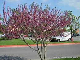 Check spelling or type a new query. Ungnadia Speciosa Mexican Buckeye Mountain States Wholesale Nursery