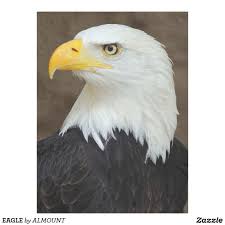 Eagle Birds Of Prey Animals Eagle Fleece Blanket Zazzle Com Bald Eagle Eagle Pictures Birds Of Prey