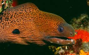 Moray Eels Are Carnivores Their Jaws Full Of Sharp Teeth Open Wide To Grab Prey While Other Fish Tend To Use Sucti Marine Fish Life Under The Sea Ocean Fun