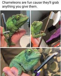 Funny Pics Dept Cute Funny Animals Cute Reptiles Cute Creatures