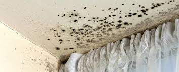 As If A Sensitivity To Their Spores Wasn 39 T Enough Of A Problem For Some People New Research Has Found The Mold Remover Mold Removal Cost Mold Remediation