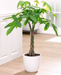 Pachira Jardiniere Bambou Pachira Aquatica Jardin Interieur