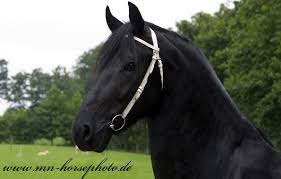 Silicon valley chapter contact profile. Ait 410