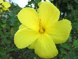 Check spelling or type a new query. 6 Iconic Tropical Flowers That Will Make You Think Of Hawaii Hawaii Magazine