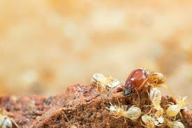 Looking to buy a new pest control treatment service? Garfield Pest Control Services Facebook