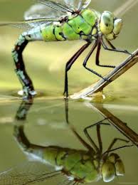 Black And Blue Dragonfly Uk Dragonfly Posters And Photographic Prints Dragonfly Images Oviparous Animals Dragonfly